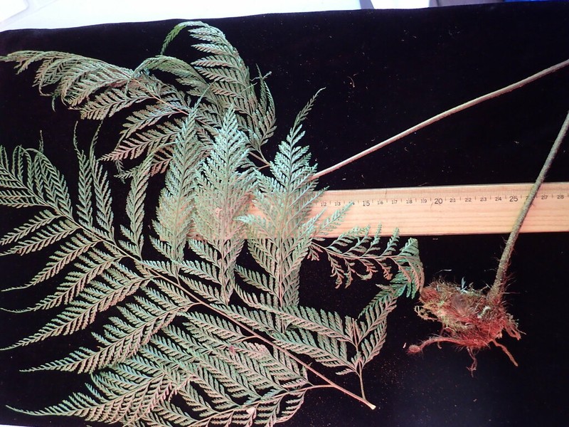 Davallia epiphylla