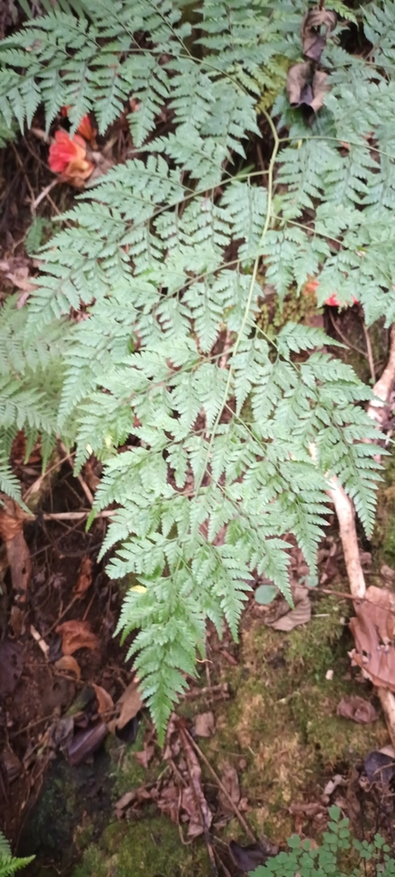 Davallia epiphylla photo 2