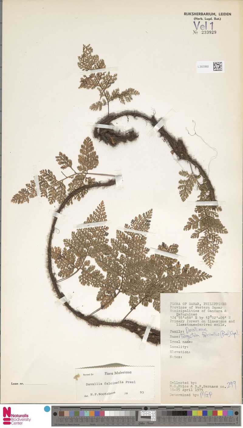 Davallia falcinella photo 2