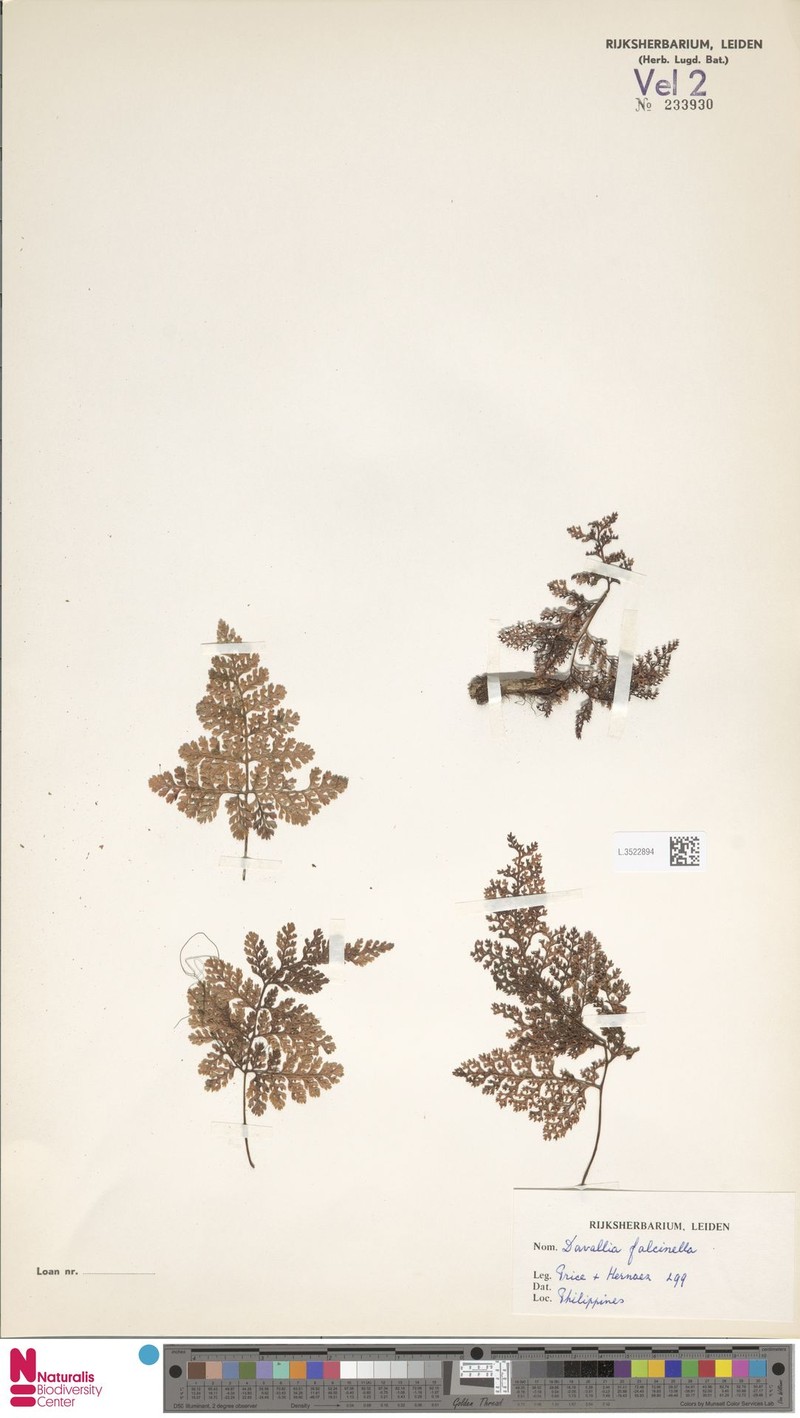 Davallia falcinella photo 3
