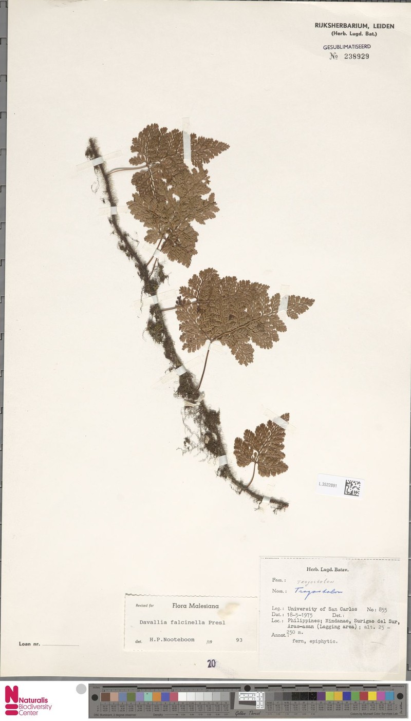 Davallia falcinella photo 4