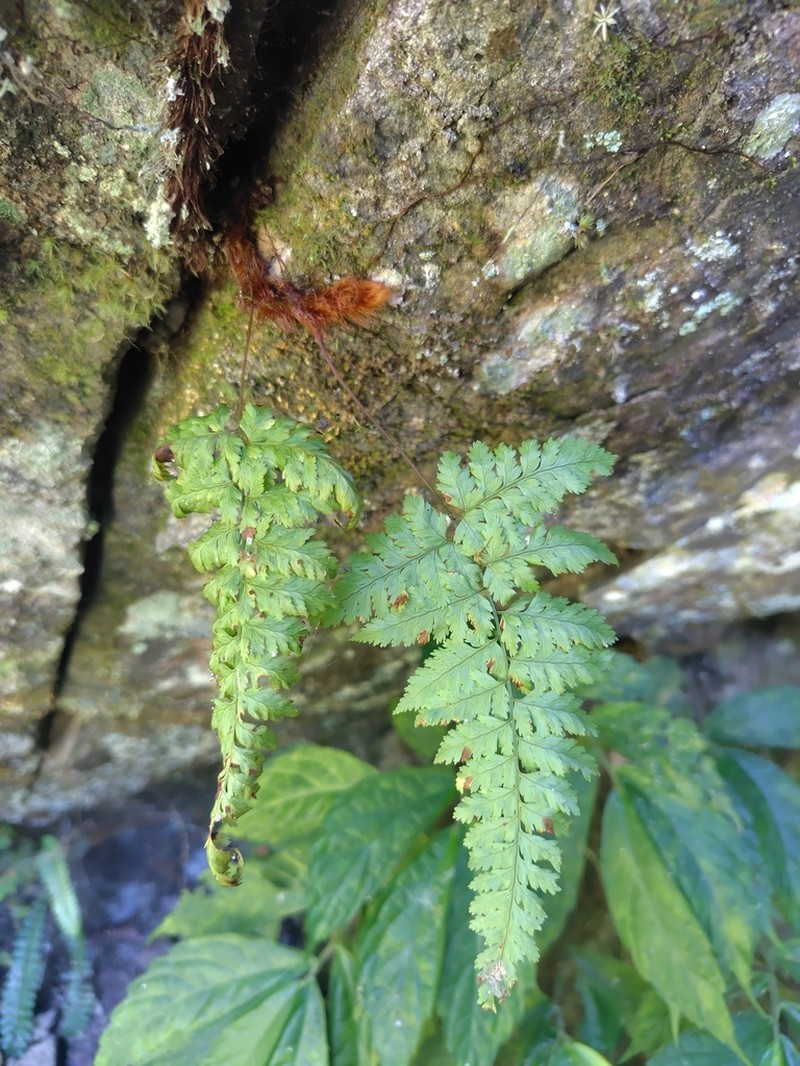 Davallia formosana