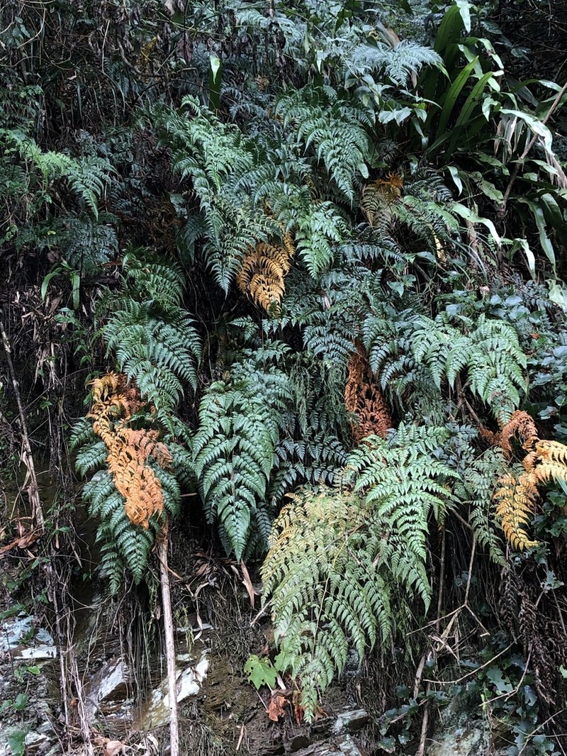 Davallia formosana photo 2