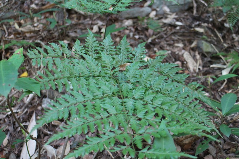 Davallia formosana photo 3