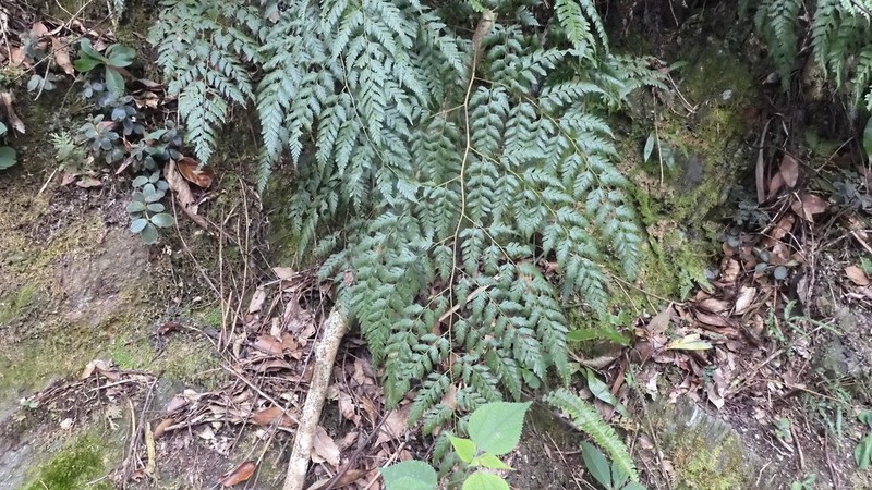 Davallia formosana photo 4