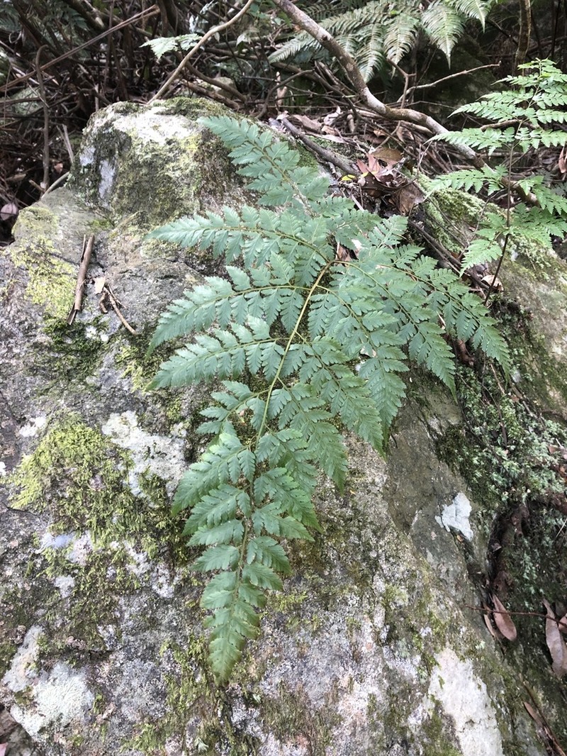 Davallia formosana photo 5