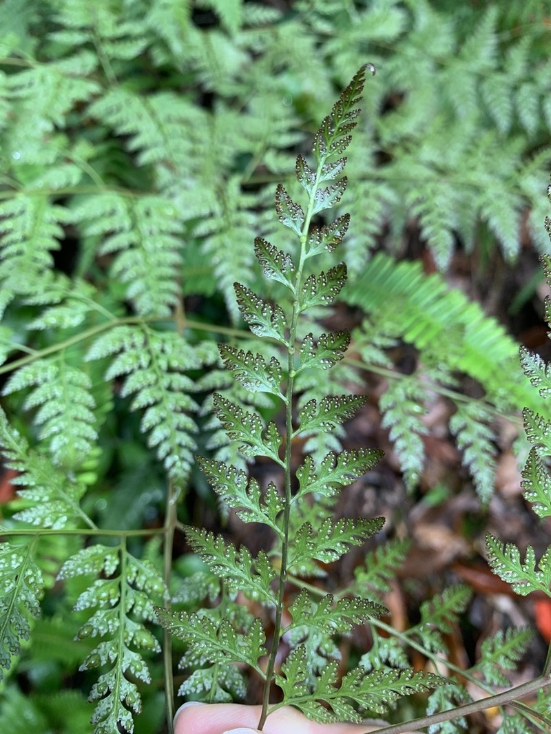 Davallia formosana photo 6