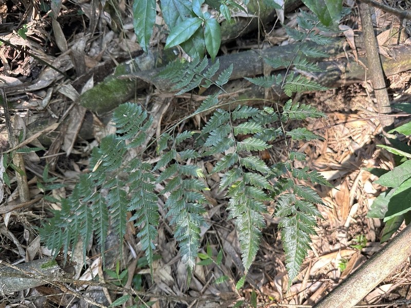 Davallia formosana photo 7