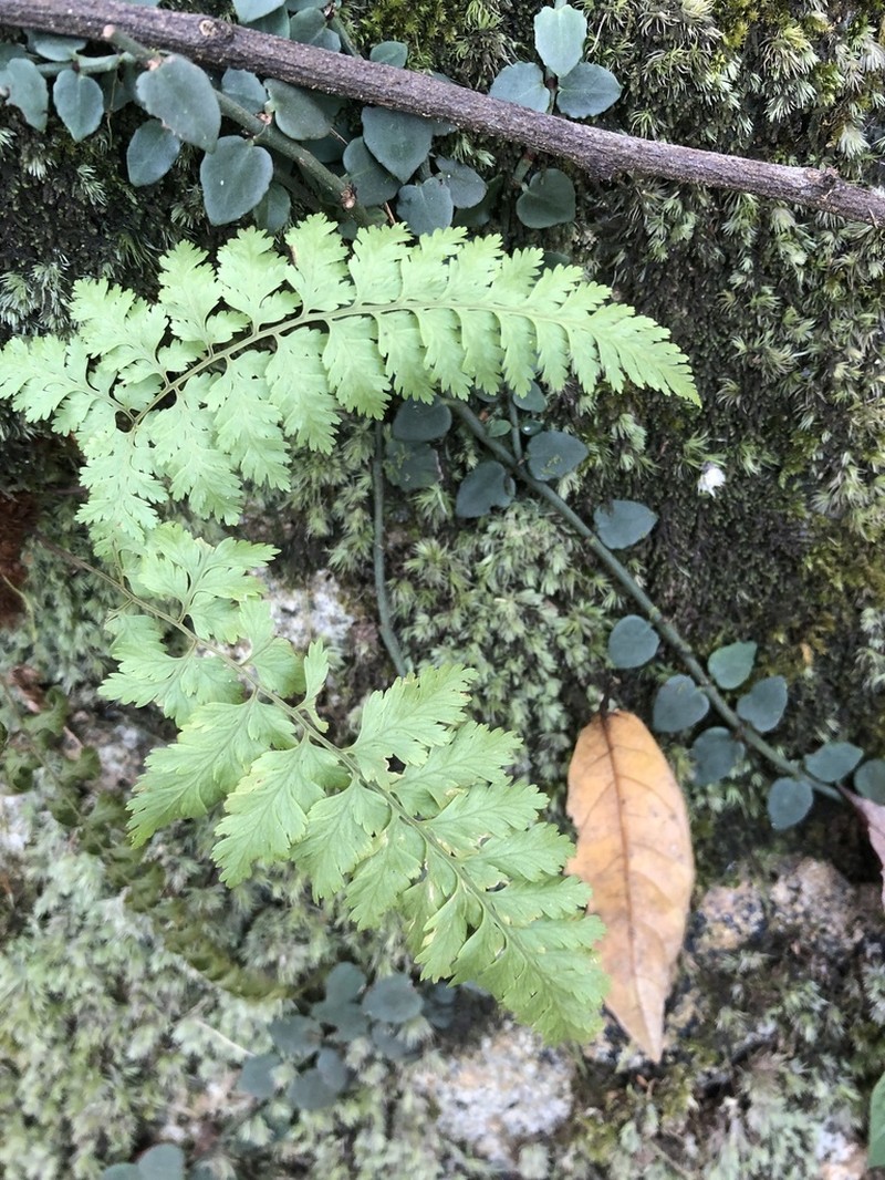 Davallia formosana photo 8