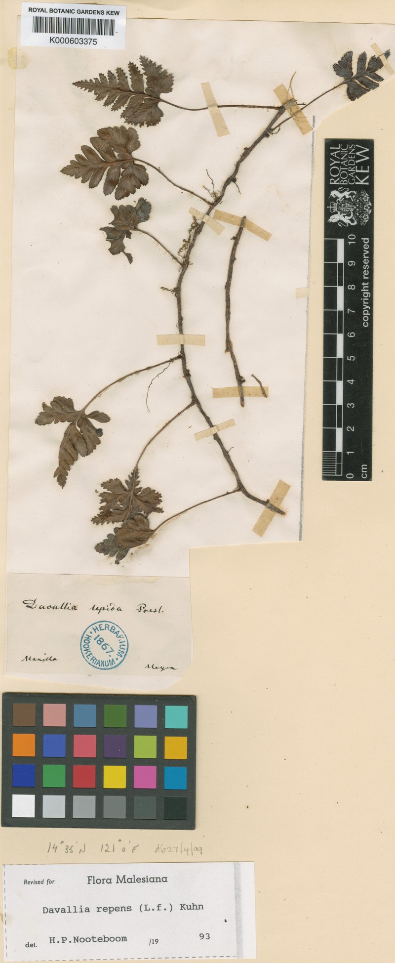 Davallia graeffei photo 3