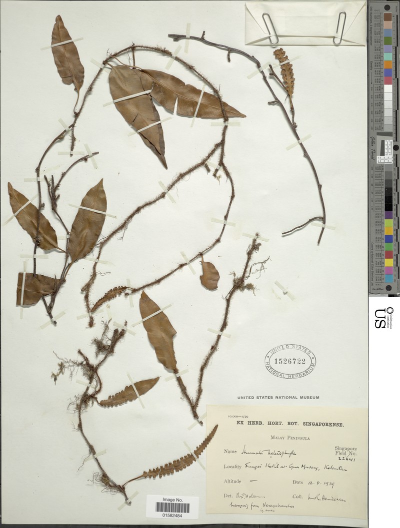 Haresfoot Fern photo 2