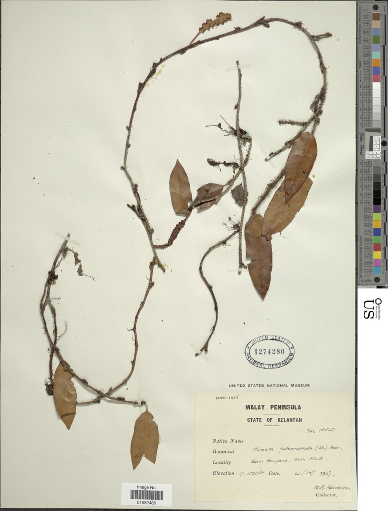 Haresfoot Fern photo 3