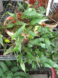 Haresfoot Fern