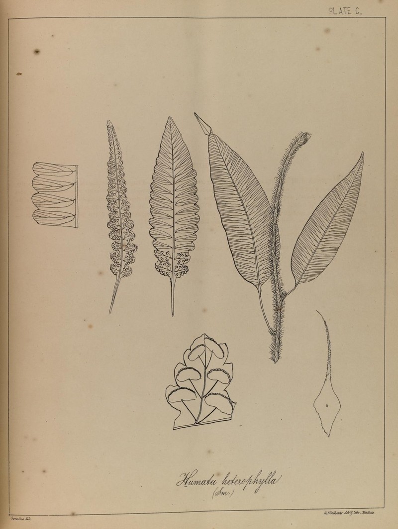 Haresfoot Fern photo 4