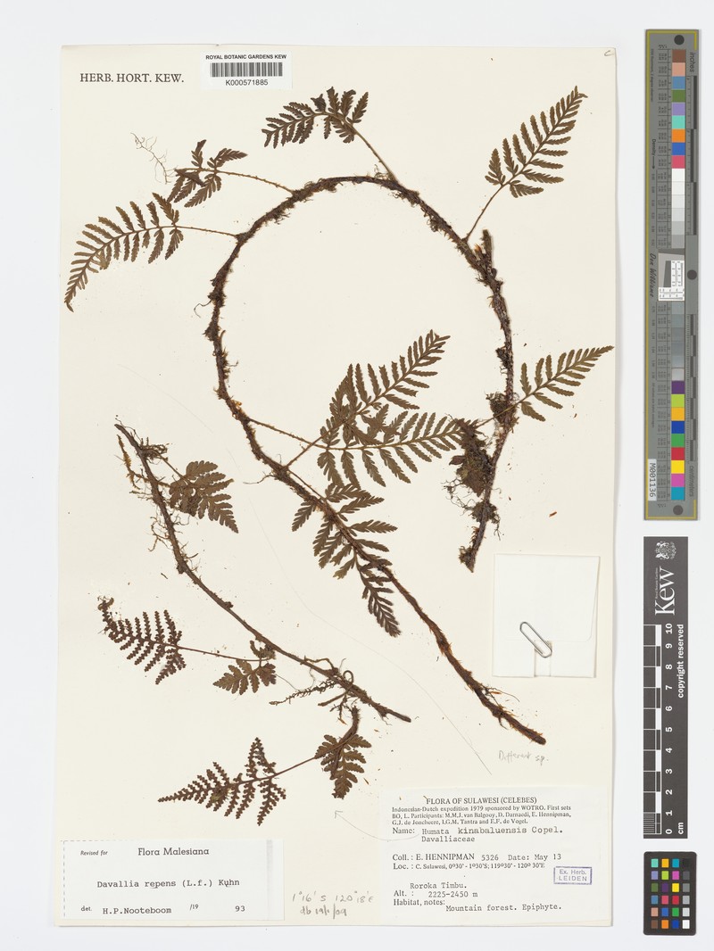 Davallia kinabaluensis