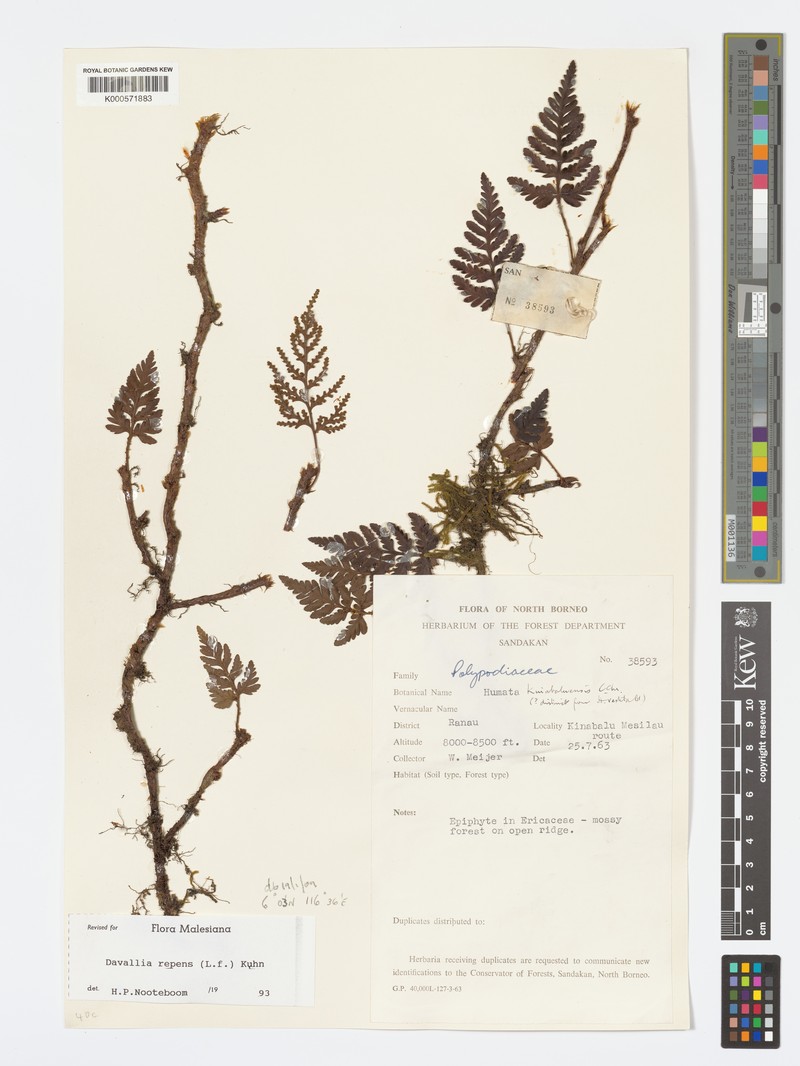 Davallia kinabaluensis photo 2