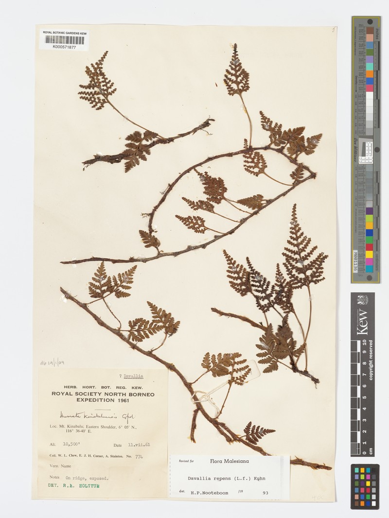 Davallia kinabaluensis photo 3