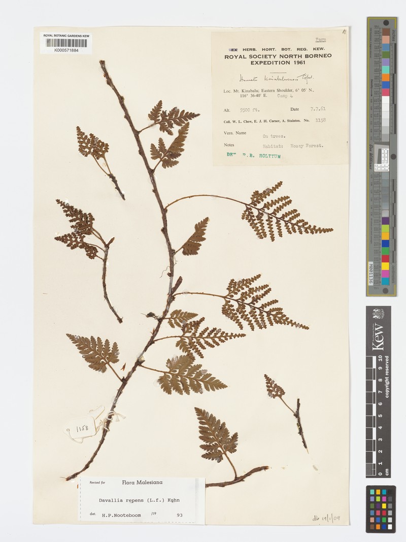 Davallia kinabaluensis photo 4