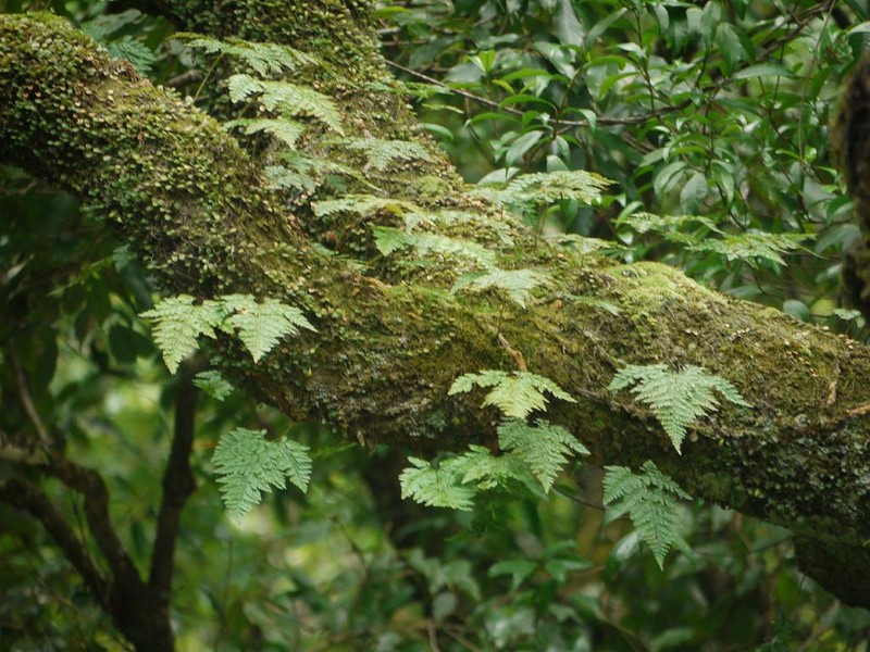 Davallia mariesii
