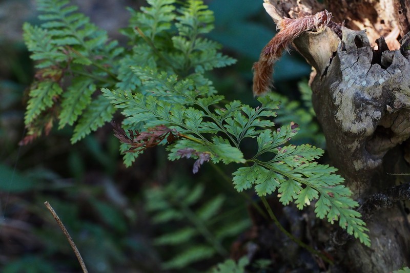 Davallia mariesii photo 2