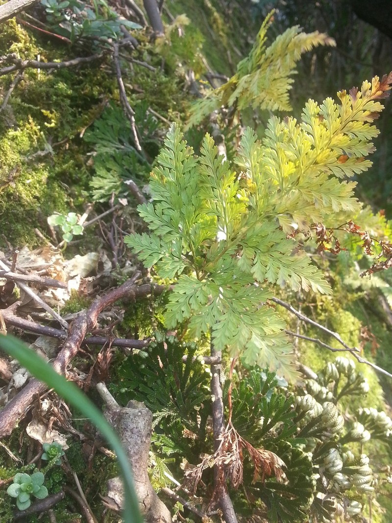 Davallia mariesii photo 3