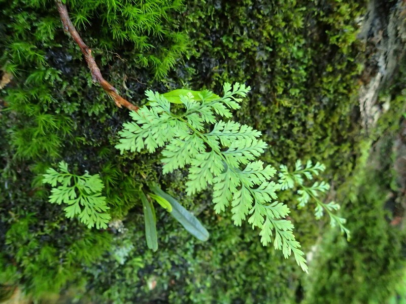 Davallia mariesii photo 4