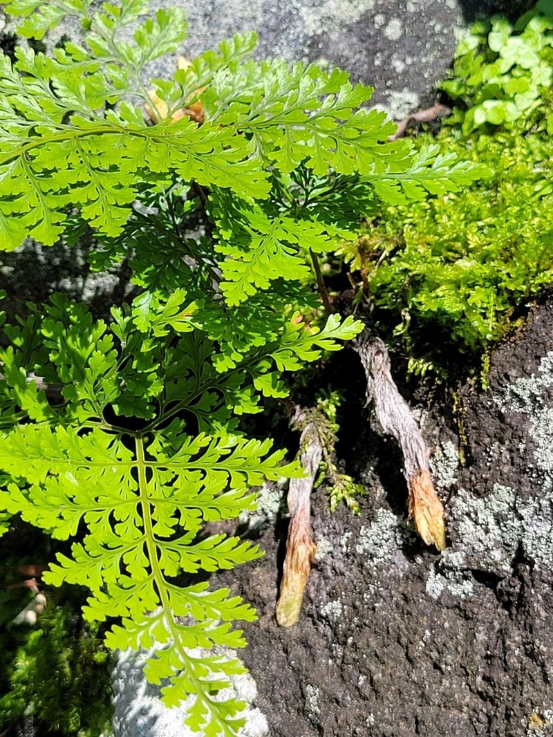 Davallia mariesii photo 5
