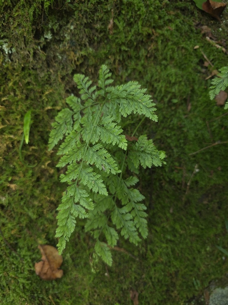 Davallia mariesii photo 6