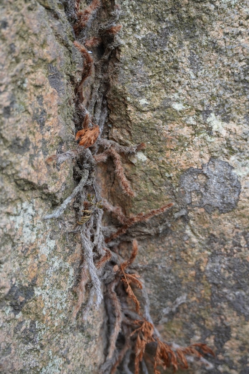 Davallia mariesii photo 7