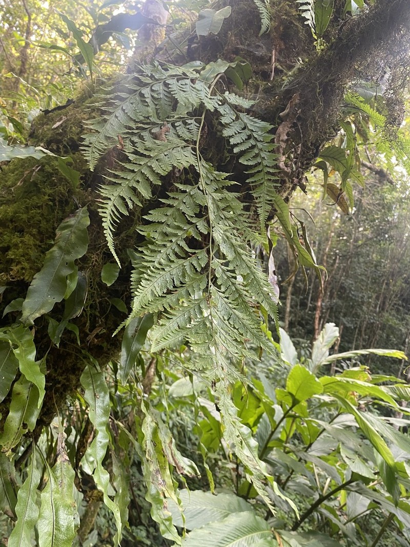 Davallia multidentata