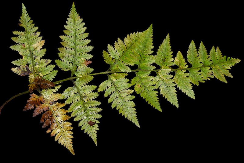 Davallia multidentata photo 2