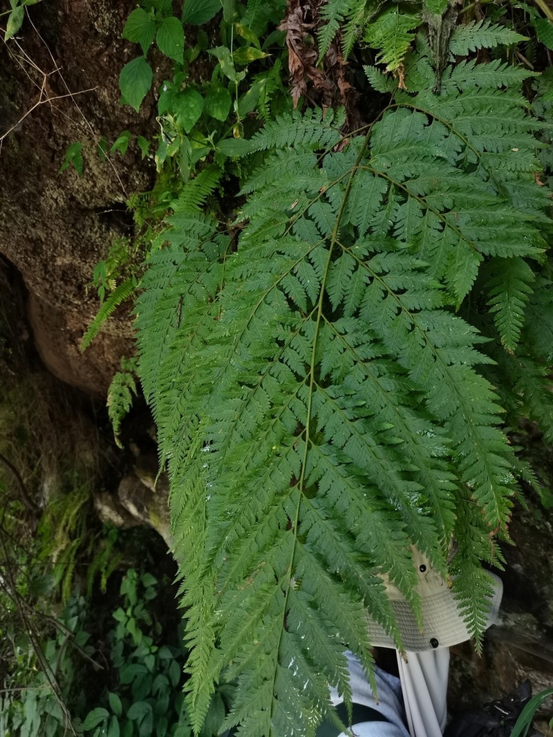 Davallia multidentata photo 3