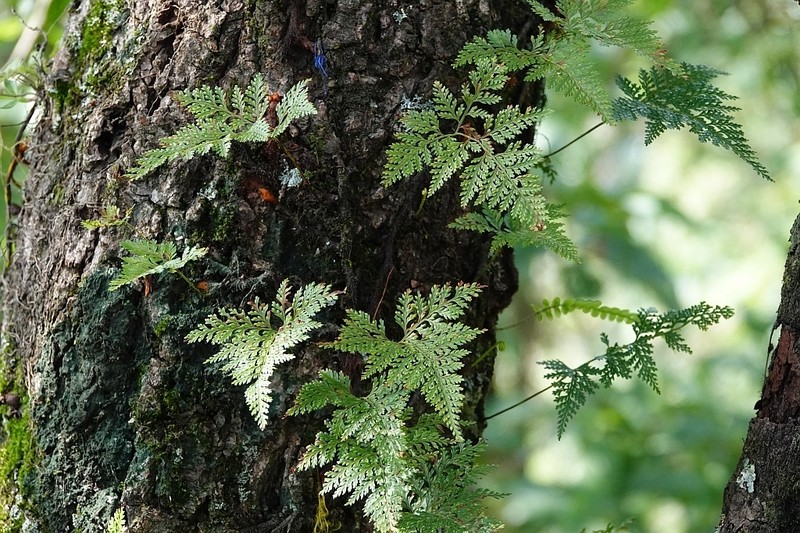 Davallia multidentata photo 4