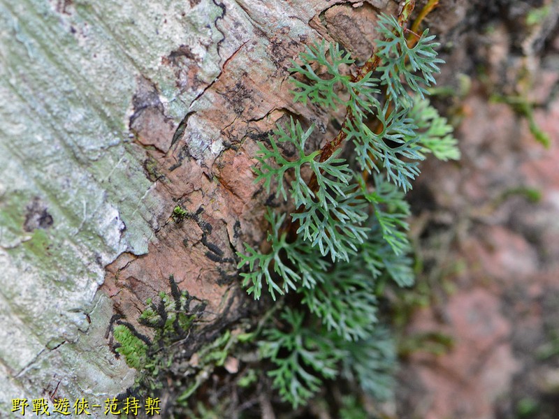 Davallia parvula photo 2