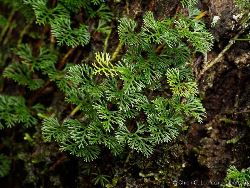 Davallia parvula photo 3