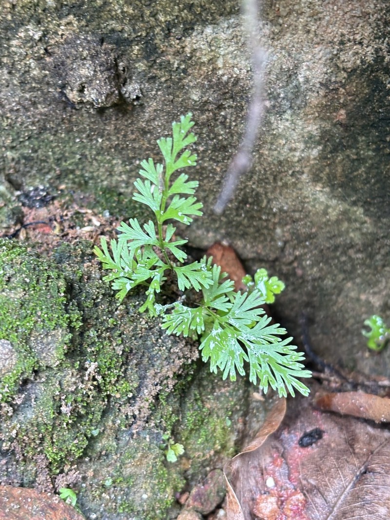 Davallia parvula photo 4