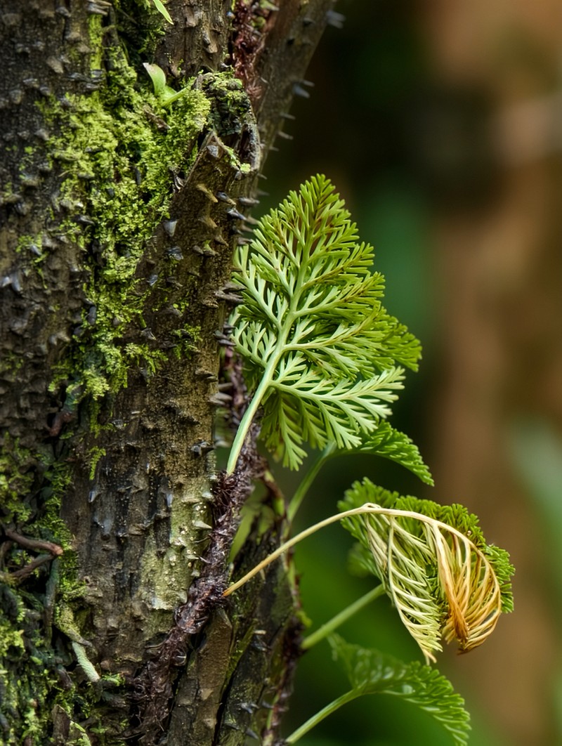 Davallia parvula photo 5