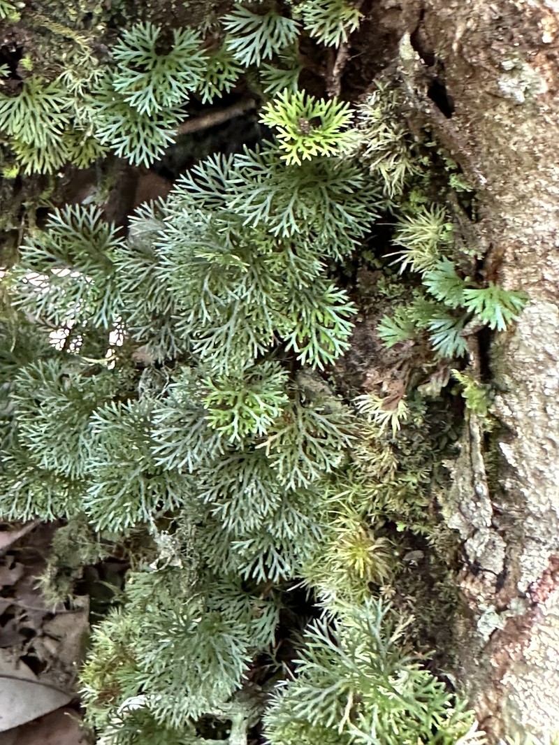 Davallia parvula photo 8
