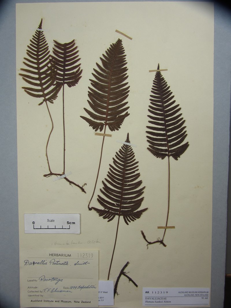 Haresfoot Fern photo 2