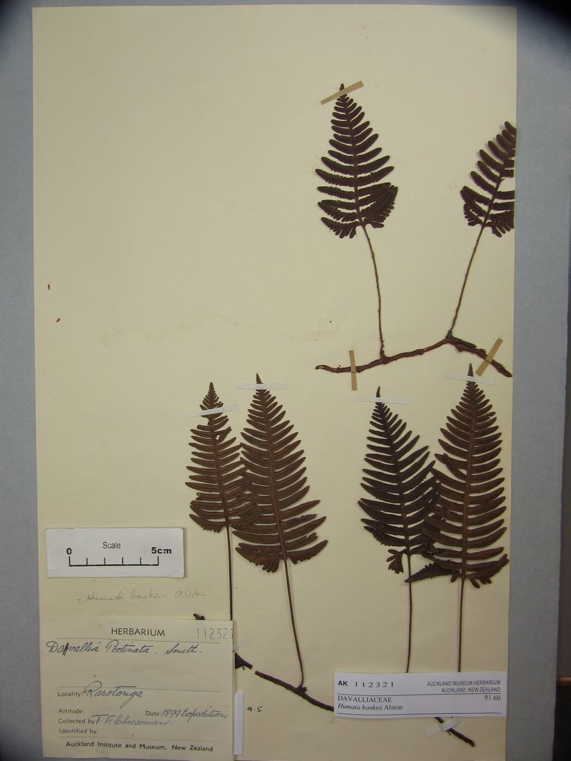 Haresfoot Fern photo 3