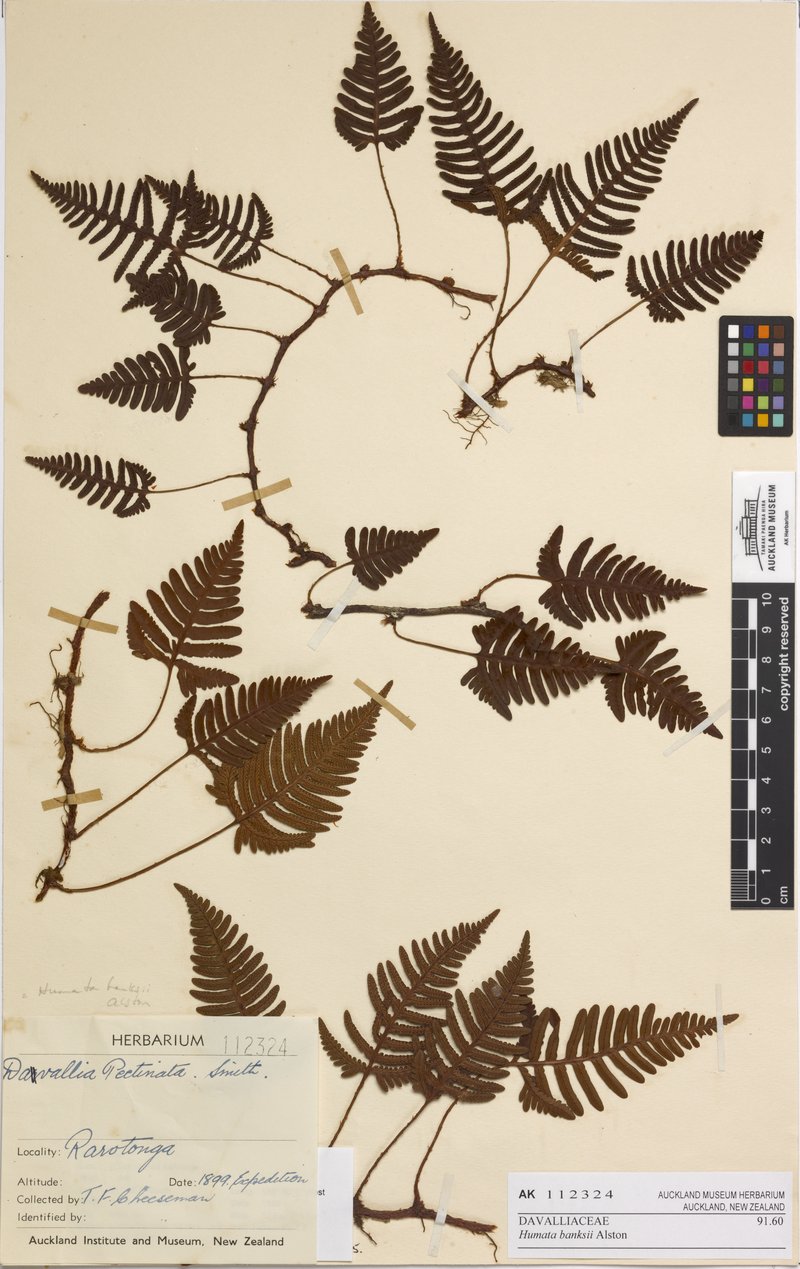 Haresfoot Fern photo 4