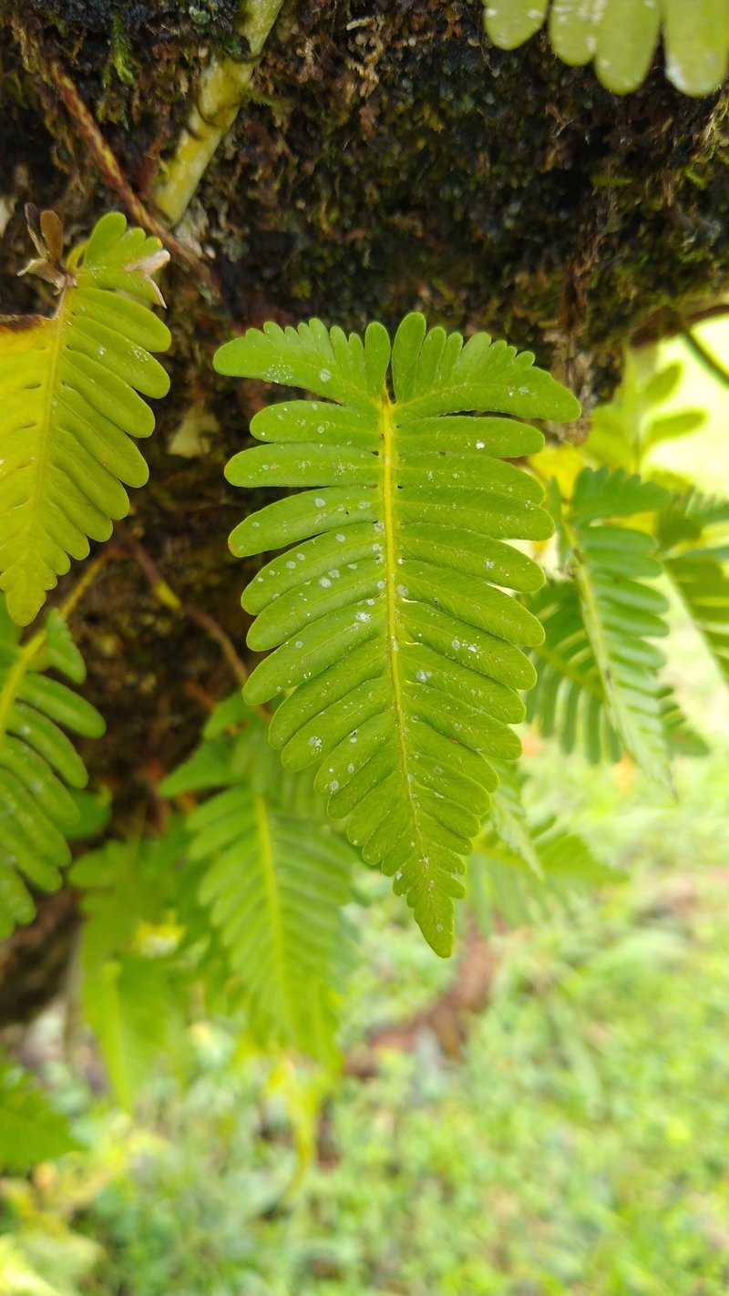Haresfoot Fern