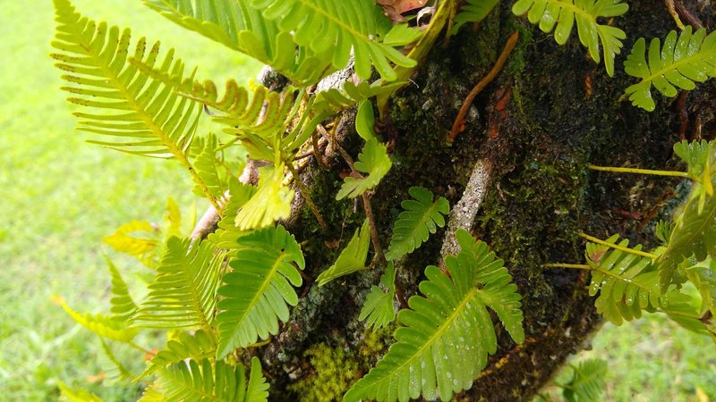 Haresfoot Fern photo 5