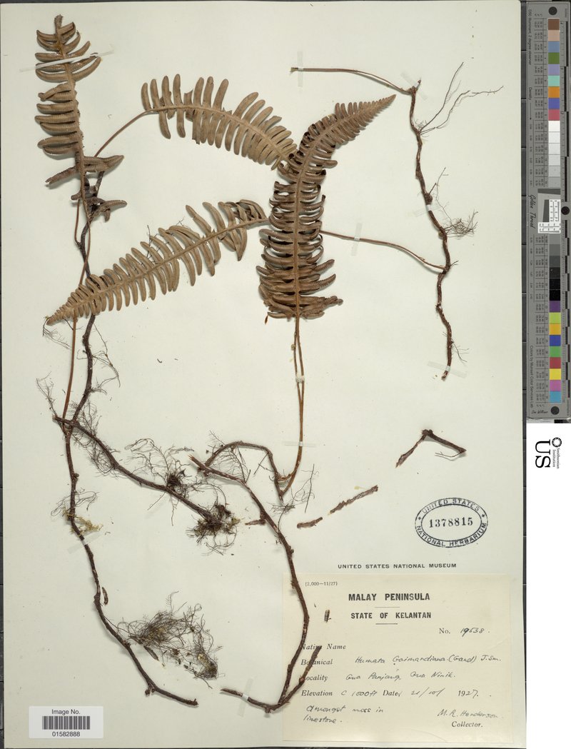 Haresfoot Fern photo 6