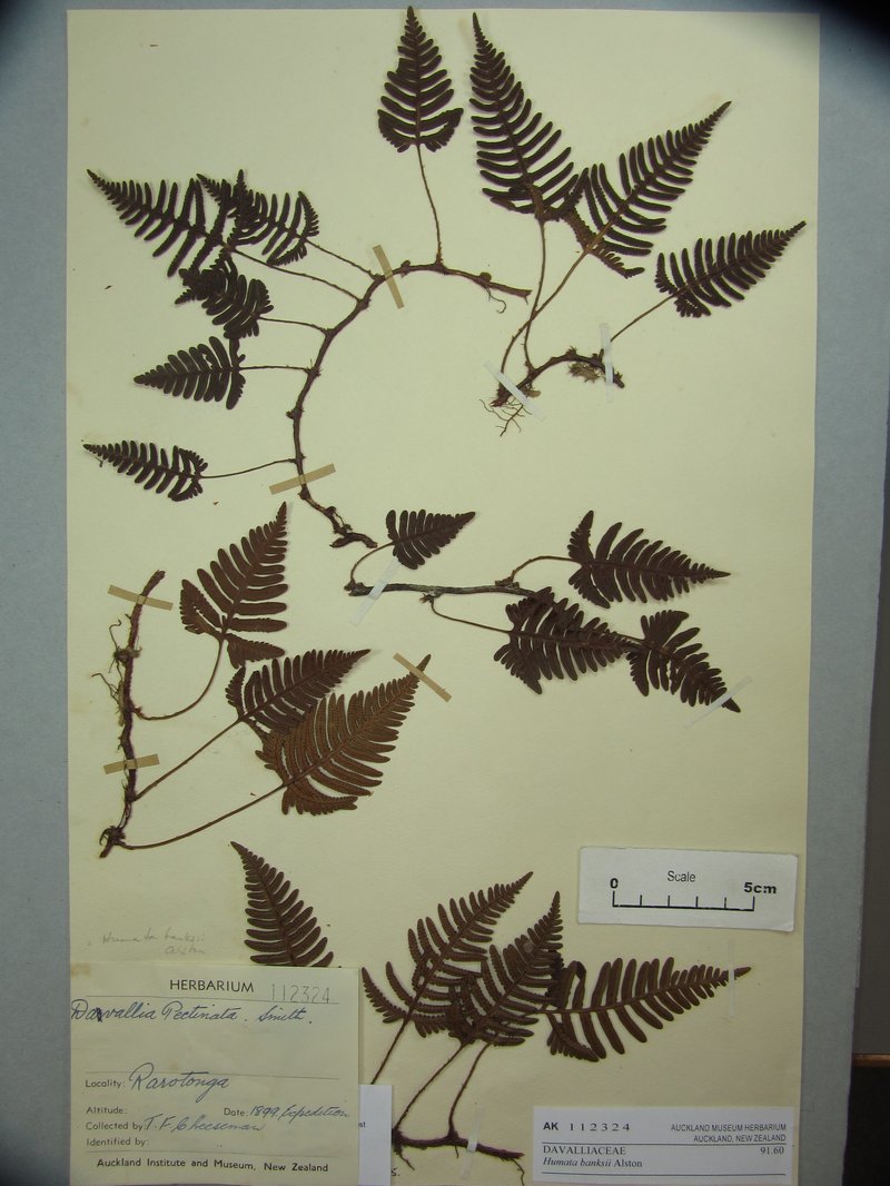 Haresfoot Fern photo 7