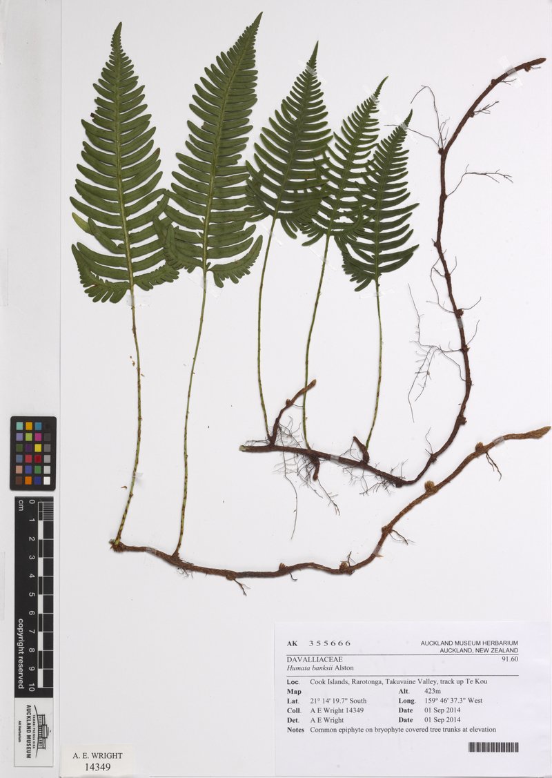Haresfoot Fern photo 8