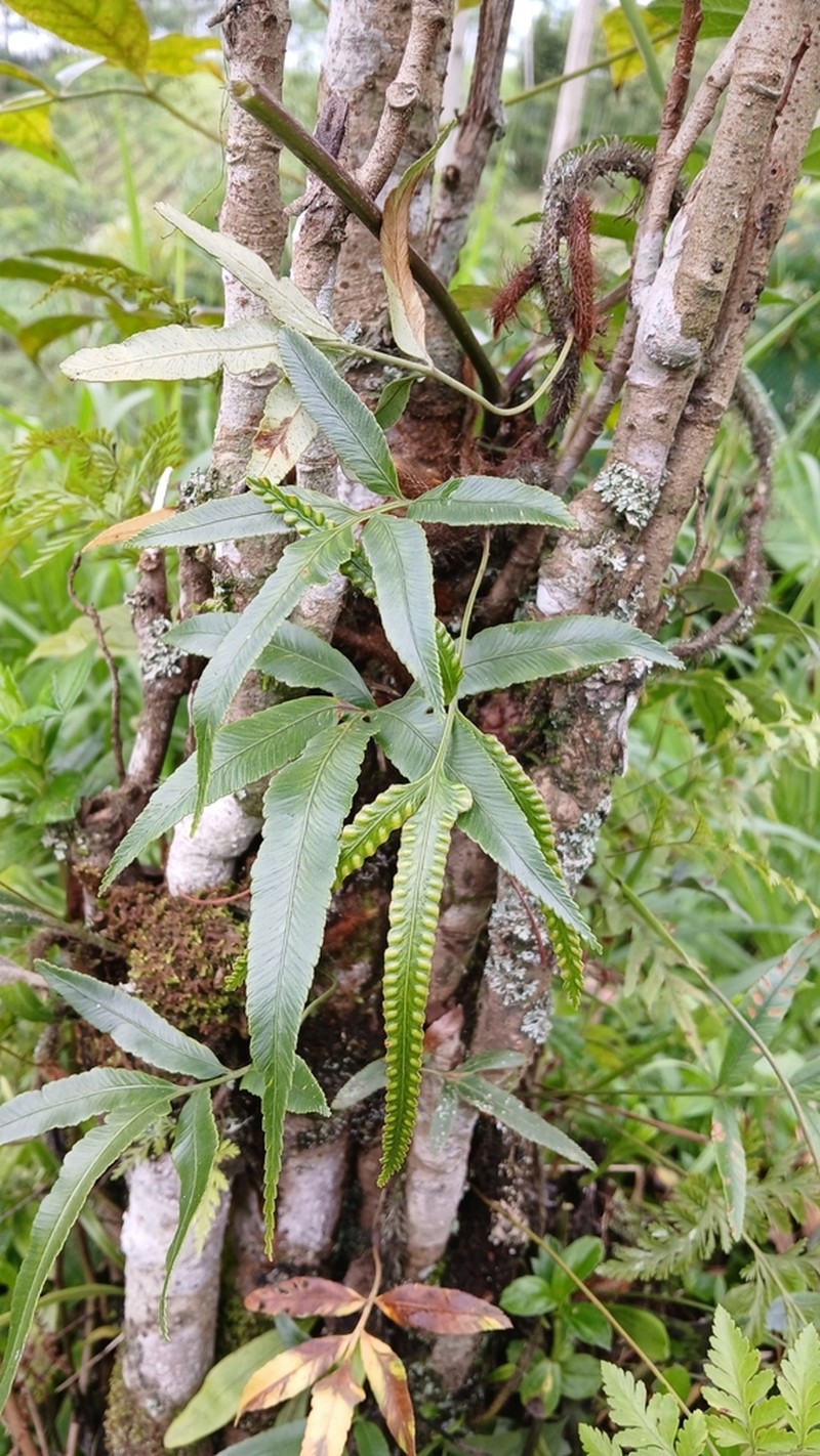 Davallia pentaphylla