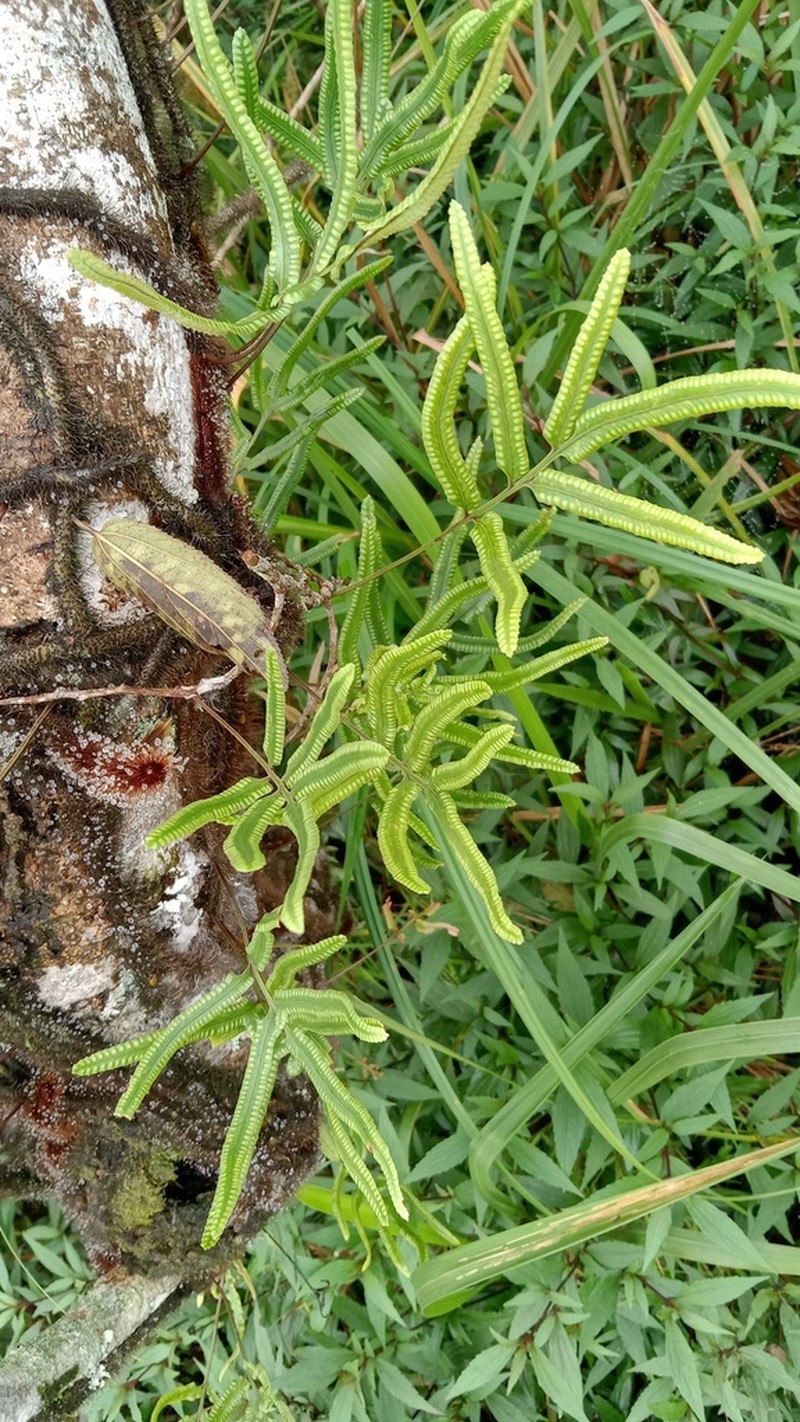 Davallia pentaphylla photo 2