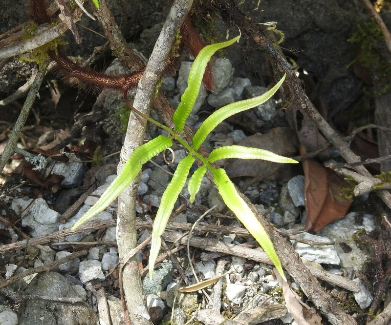 Davallia pentaphylla photo 3