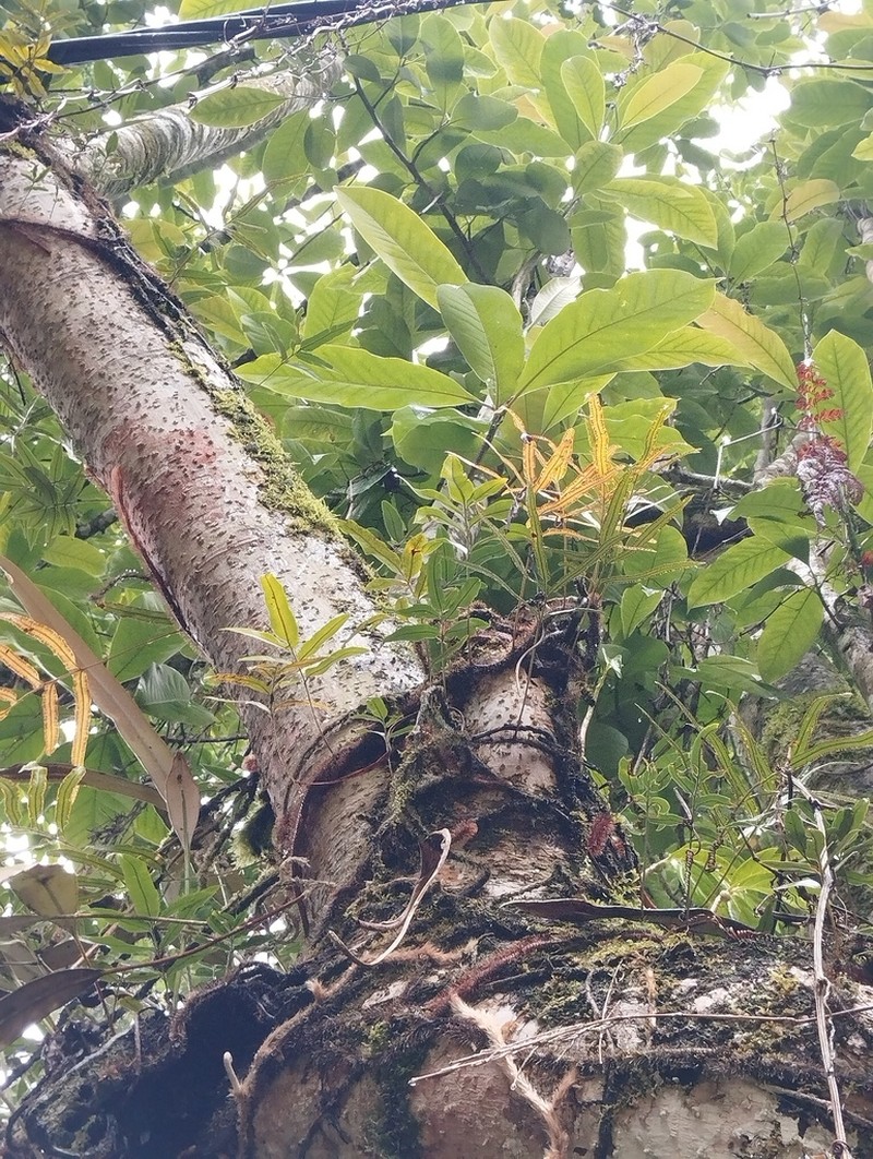 Davallia pentaphylla photo 4